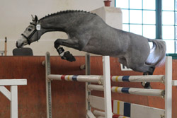 Holsteiner (Carlos DZ / Lennon) B.: Bettina von Borstel (Marne). Foto: Wego